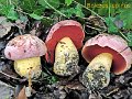 Rubroboletus lupinus-amf310